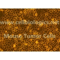 Human Tumor Epithelial Cells